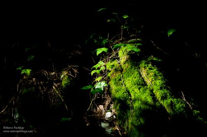 la floresta trekking